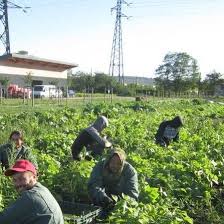 jardin Cocagne Les Mureaux